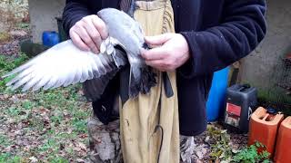 Fin de saison, retour des pigeons en volière.