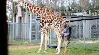 Giraffes Giving Birth at Zoo