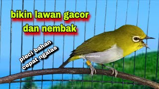 Download lagu Suara Burung Pleci Gacor Ngalas,Bikin Lawan Gacor Dan Nembak || Pancingan Pleci Bustomi Cepat Gacor mp3