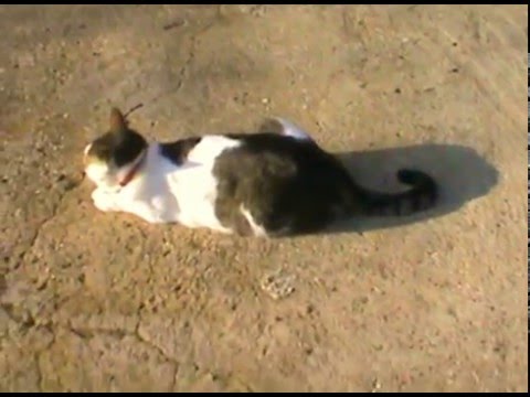 cat language dictionary 4