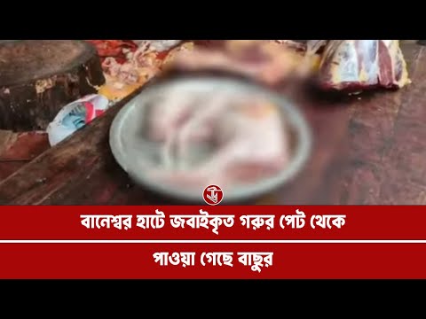বানেশ্বর হাটে জবাইকৃত গরুর পেট থেকে পাওয়া গেছে বাছুর