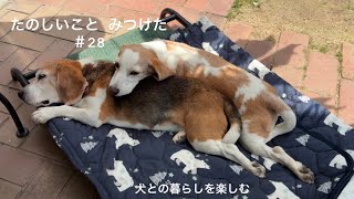 【犬との暮らしのvlog】バナナケーキを作る／カミナリが怖い犬／バラ園へ／脚癖の悪い犬／ビーグル／たのしいこと みつけた