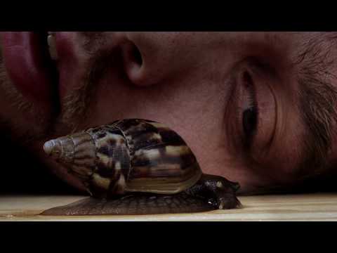 Den Svenska Björnstammen - När jag blundar vill jag va nån annan