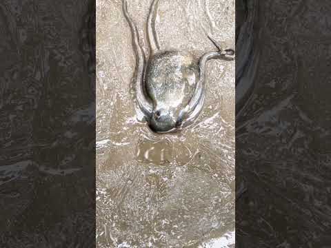 Octopus Crawling into a Hole - Exploring Mangrove Forests!