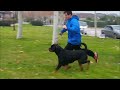 Rottweiler - Falco von Haus Drazic Rottweiler - Falco von Haus Drazic