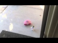 LuigiFan S Kirby S Adventure Plush Remake