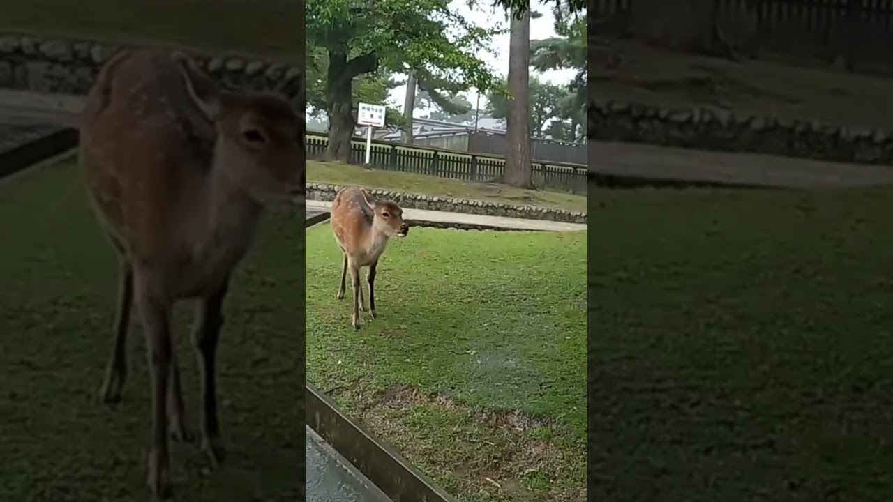 Sacred Deer Walking in the Rain at Nara Park, Japan – Spiritual Japan