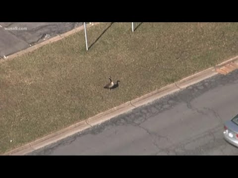 Wild goose attacks pedestrian in Montgomery County