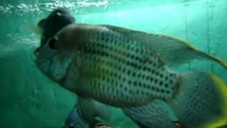 preview picture of video 'Vizag Aquarium - Visakha Matsya Darshini - Part 3'