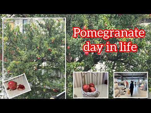 ITS THE SEASON OF POMEGRANATE //vlog// @gracenongtdu2025