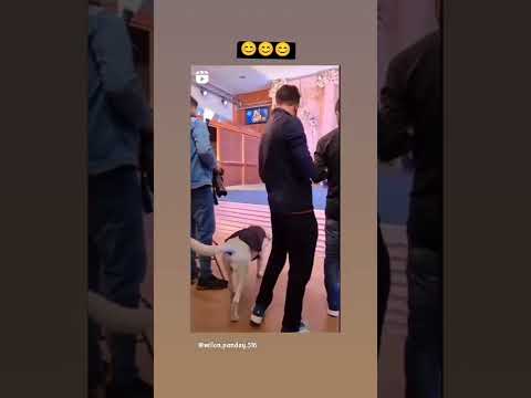 perfect respest 🥰🥰😍😍#dog