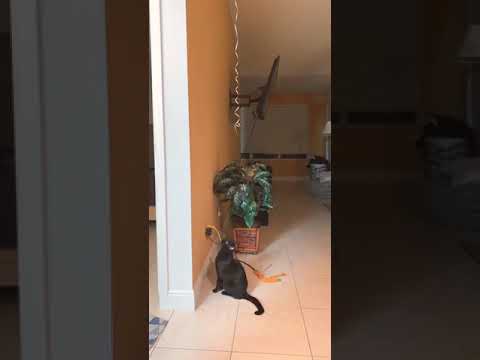 cute cat jumps for balloon string