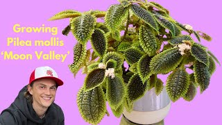 Pilea mollis 'Moon Valley' Houseplant - Complete Tutorial How to Grow Indoors