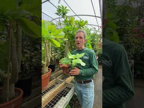 HAWAIIAN PALM - a RARE endangered beauty #shorts