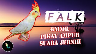 Download lagu Masteran Falk Gacor Suara Jernih, Pikat Ampuh mp3