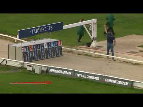 Signet Denver - BGBF Greyhound Stud Book Trophy Heat 1