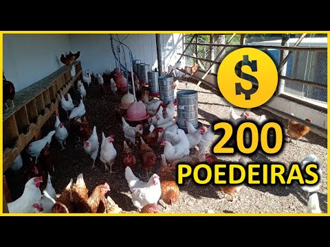 , title : 'LUCRO com 200 galinhas poedeiras: qual o salário mensal com produção de ovos caipiras'