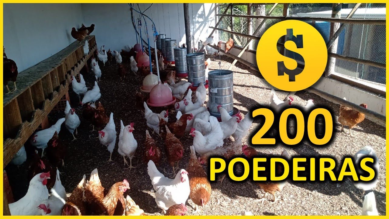 LUCRO com 200 galinhas poedeiras: qual o salário mensal com produção de ovos caipiras