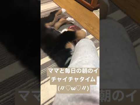 バーニーズ・マウンテン・ドッグ – 大きなサイズのかわいい犬が大好き