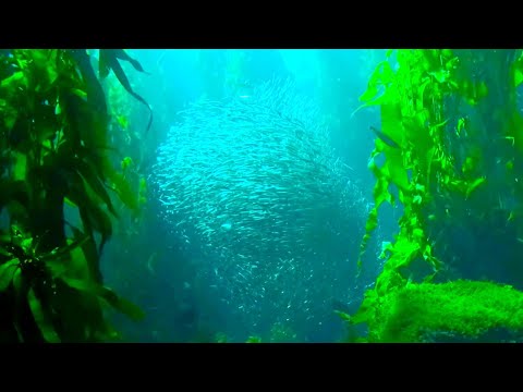 Relaxing Music Sleep | Relaxing Music Piano | Relaxing Music Guitar | Sleeping Music | Natural Relax