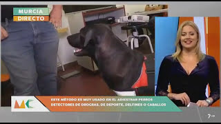 Televisión Murcia asiste a un taller de adiestramiento canino en nuestra delegación de MasterD Murcia. Televisión Murcia asiste a un taller de adiestramiento canino en nuestra delegación de MasterD Murcia.