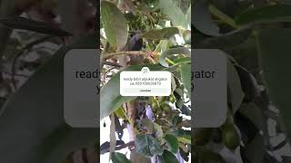 Download lagu Keren buah alpukat aligator mp3 Download lagu Keren buah alpukat aligator mp3