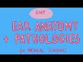 ENT - Ear Anatomy + Pathologies for Medical Students