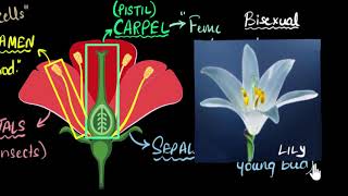 Flower: Sexual parts (unisexual & bisexual) | How do organisms reproduce | Biology | Khan Academy