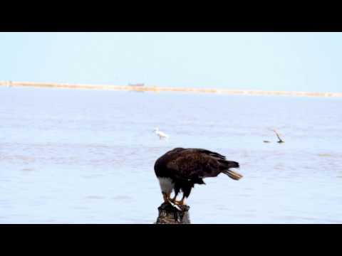 eagle eating fish