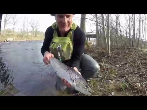 Mörrum river fly fishing in spring 2016