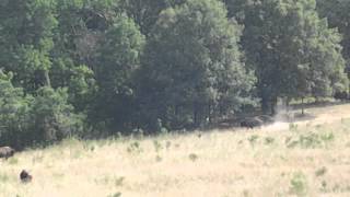 preview picture of video 'LBL ELK & BISON PRAIRIE HERD PART 2'