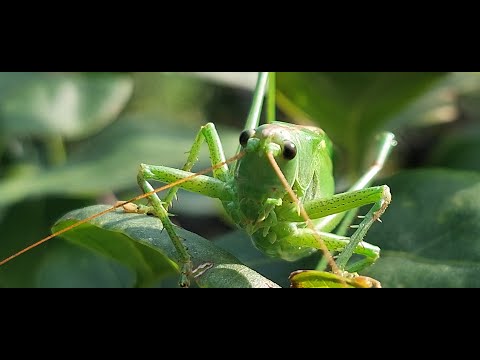 Heuschrecken Grillen Zirpen  Heupferd  sound, stereo