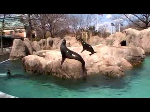 All Creatures Great And Small: Feeding Sea Lions @ the Zoo #1