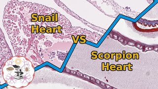 Comparing Circulatory Systems in Invertebrates