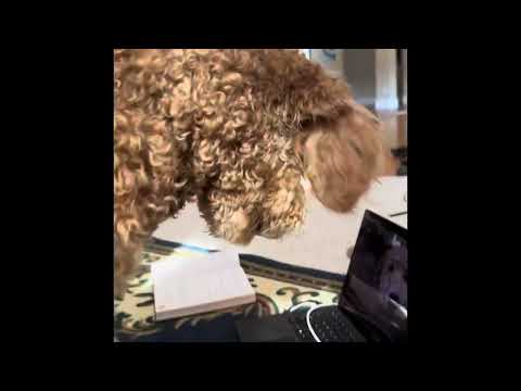 Honey reaction to another dog