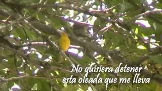 Oleada - Julieta Venegas