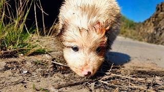 Abandoned Puppy Looks Like a Tiny Piglet and Transforms Into a Beautiful Dog After Being Rescued