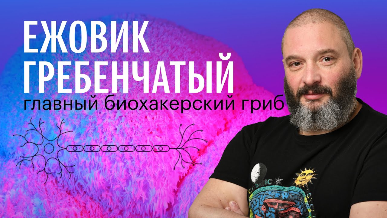 ЕЖОВИК ГРЕБЕНЧАТЫЙ: ноотроп, иммуномодулятор, косметическое средство. Михаил Вишневский