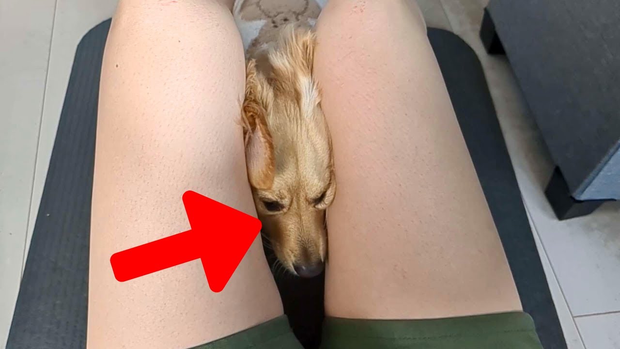 The cute dog is going wild.【Dachshund dog】