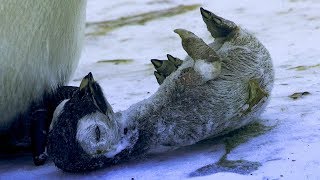Download lagu Emperor Penguin Mourns the Death of Chick | BBC Earth mp3 Download lagu Emperor Penguin Mourns the Death of Chick | BBC Earth mp3