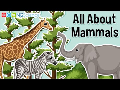 All About Mammals