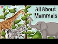 All About Mammals