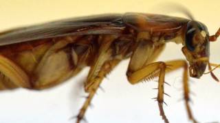 Roaches: How They Get Clean