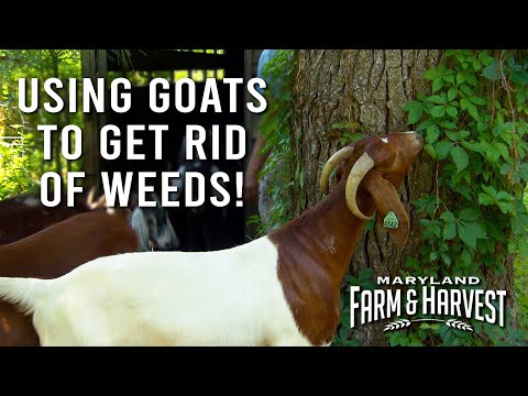 Using Goats to Get Rid of Weeds! | Maryland Farm & Harvest