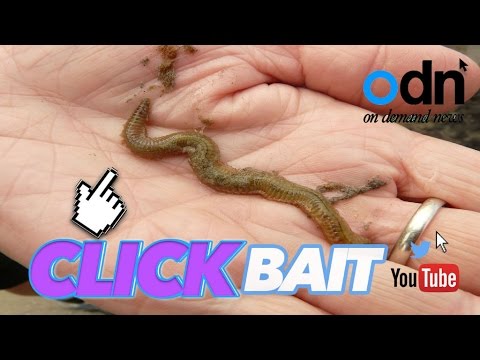 pinworm férgek hogyan kell hozni