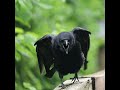KRAAA.... Shut Up! CAWWW... #shorts