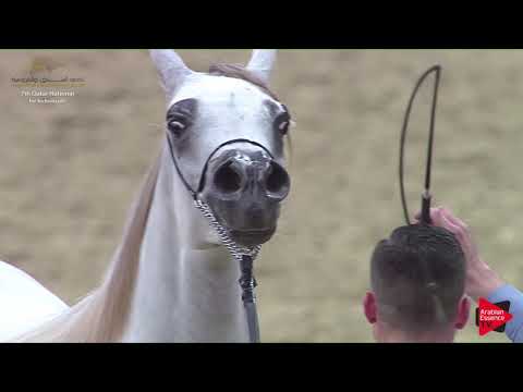 N.77 FAJR AL ADEED - 2019 Qatar Individuals - Fillies 2 Years Old (Class 2C)