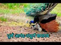 देखिए भाग V में मोर मोरनी की रास लीला Peacoc
