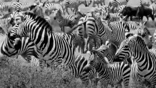 Unkle - Natural Selection