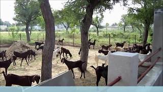 preview picture of video 'Love Animals! Treat the Goats at Qureshi Farm'